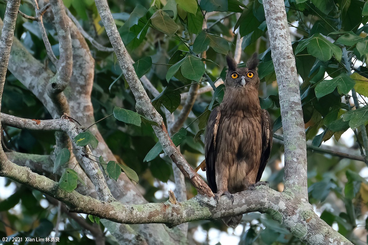 Dusky Eagle-Owl - ML618556347