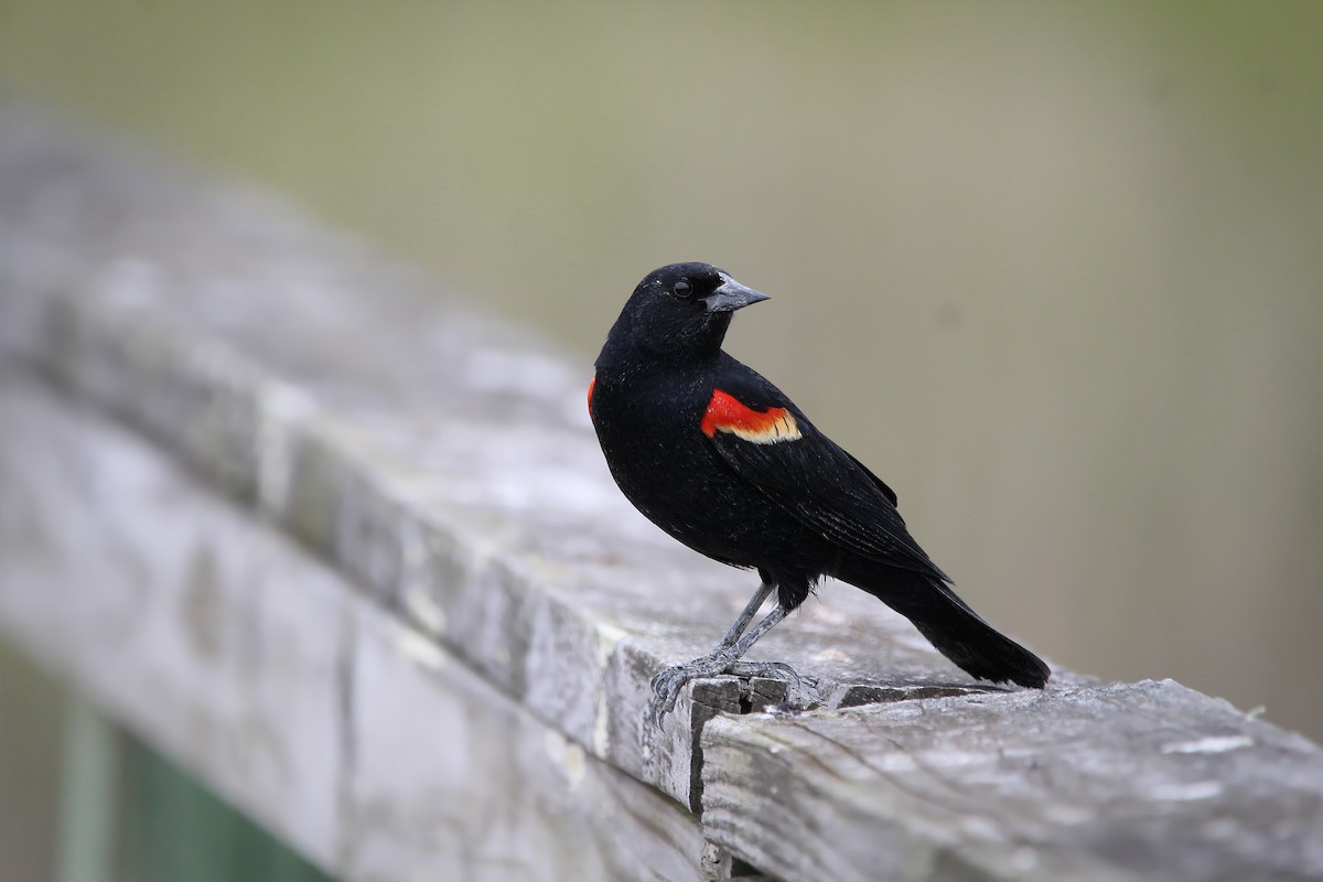 Red-winged Blackbird - ML618556348