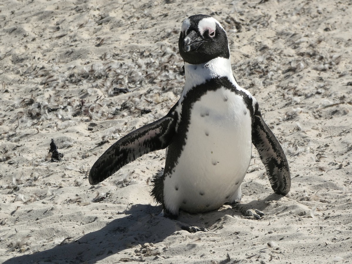 פינגווין אפריקני - ML618556376