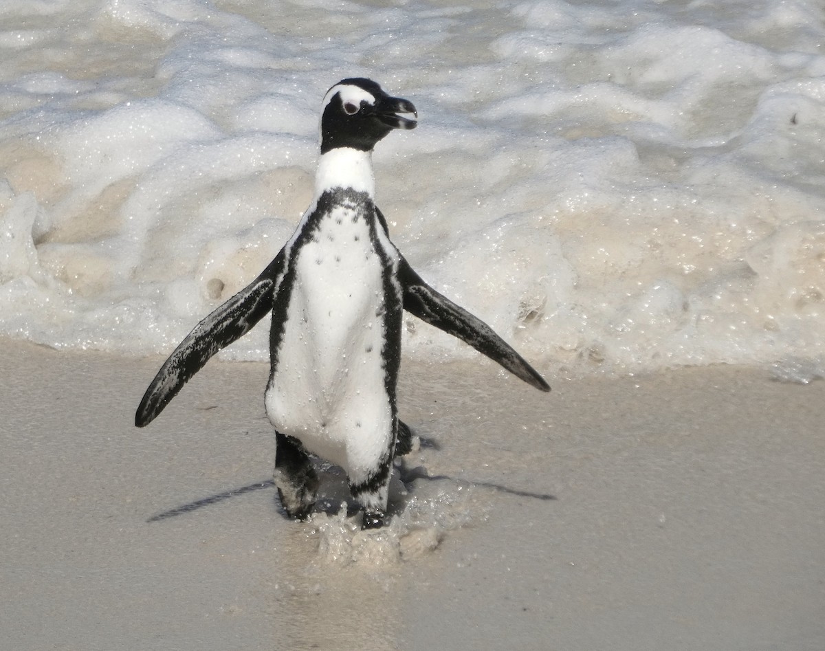 African Penguin - ML618556389