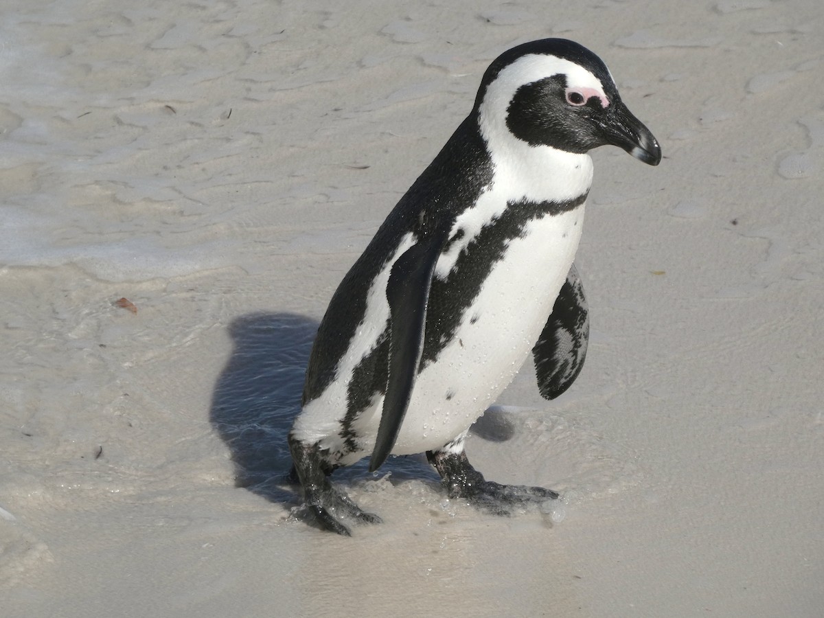 African Penguin - ML618556396