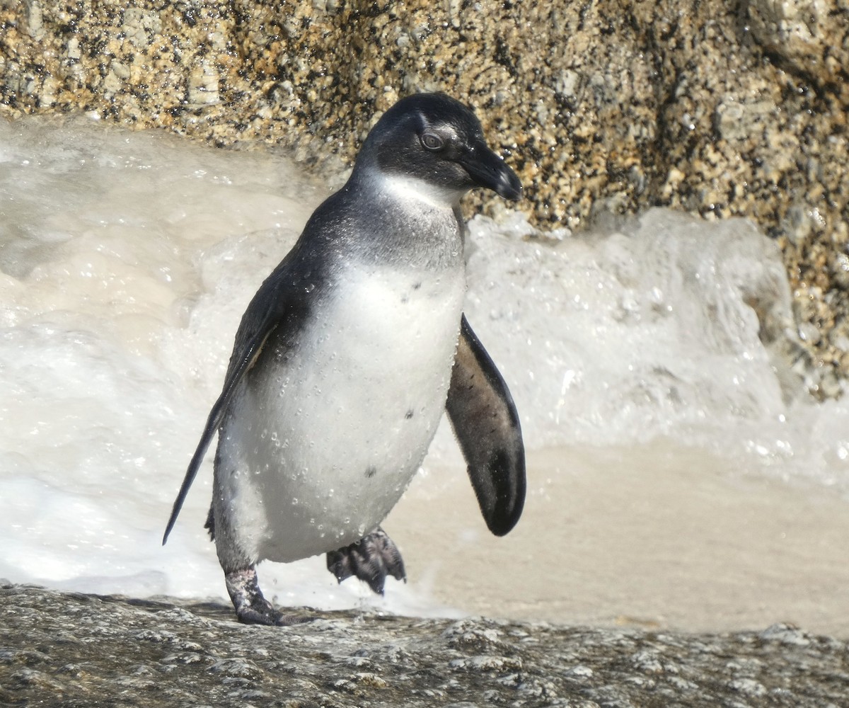 Очковый пингвин - ML618556407