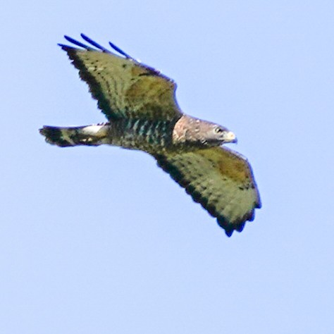 Broad-winged Hawk - ML618556412
