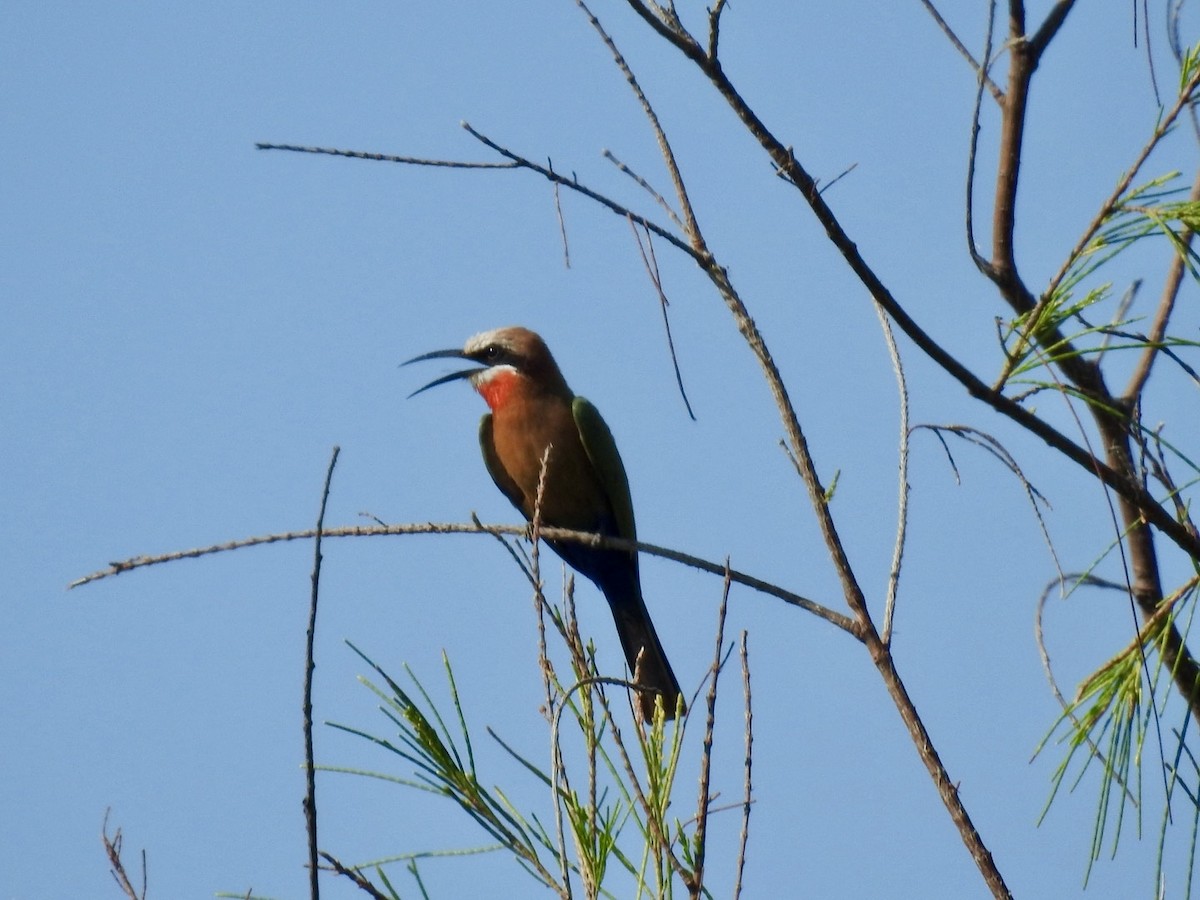 White-fronted Bee-eater - ML618556419