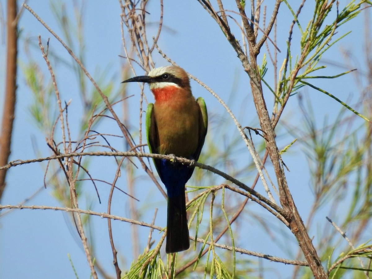 White-fronted Bee-eater - ML618556420