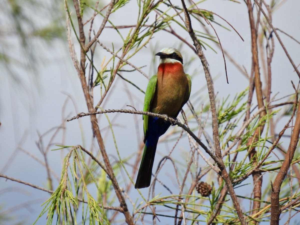 White-fronted Bee-eater - ML618556421