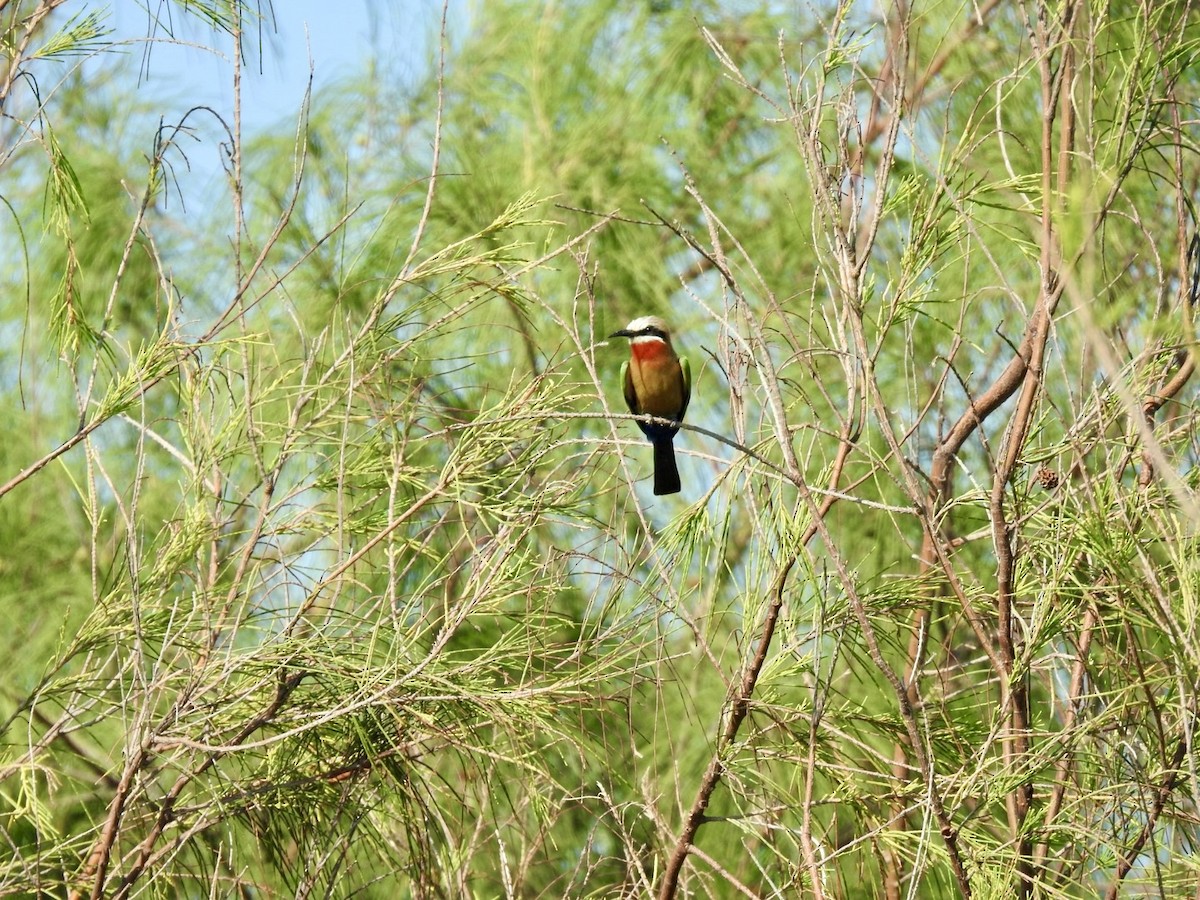 White-fronted Bee-eater - ML618556422