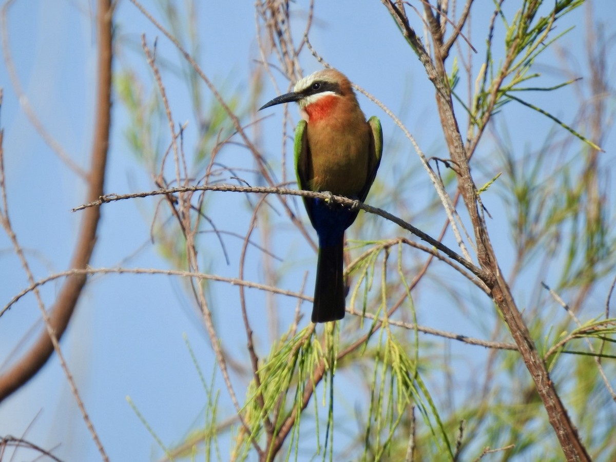 White-fronted Bee-eater - ML618556423