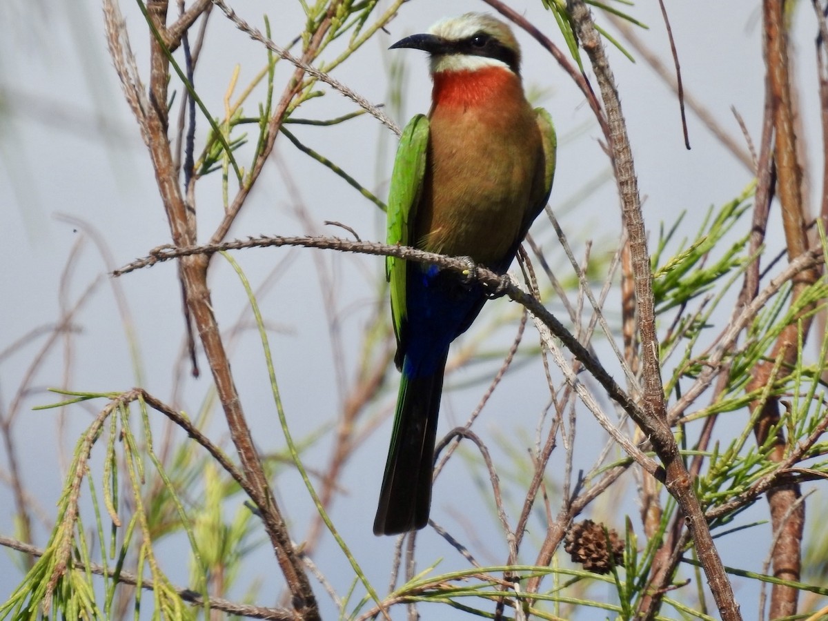 White-fronted Bee-eater - ML618556424