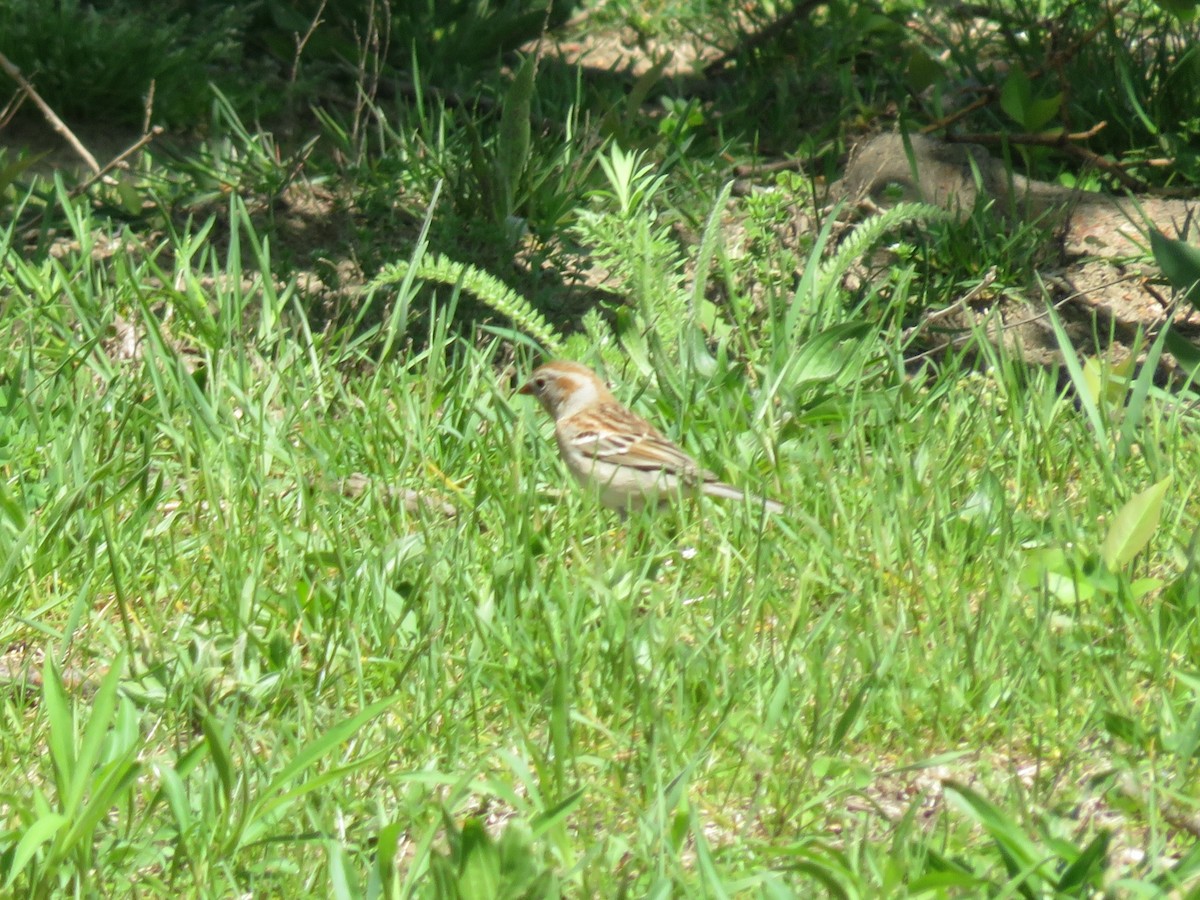 Field Sparrow - ML618556431