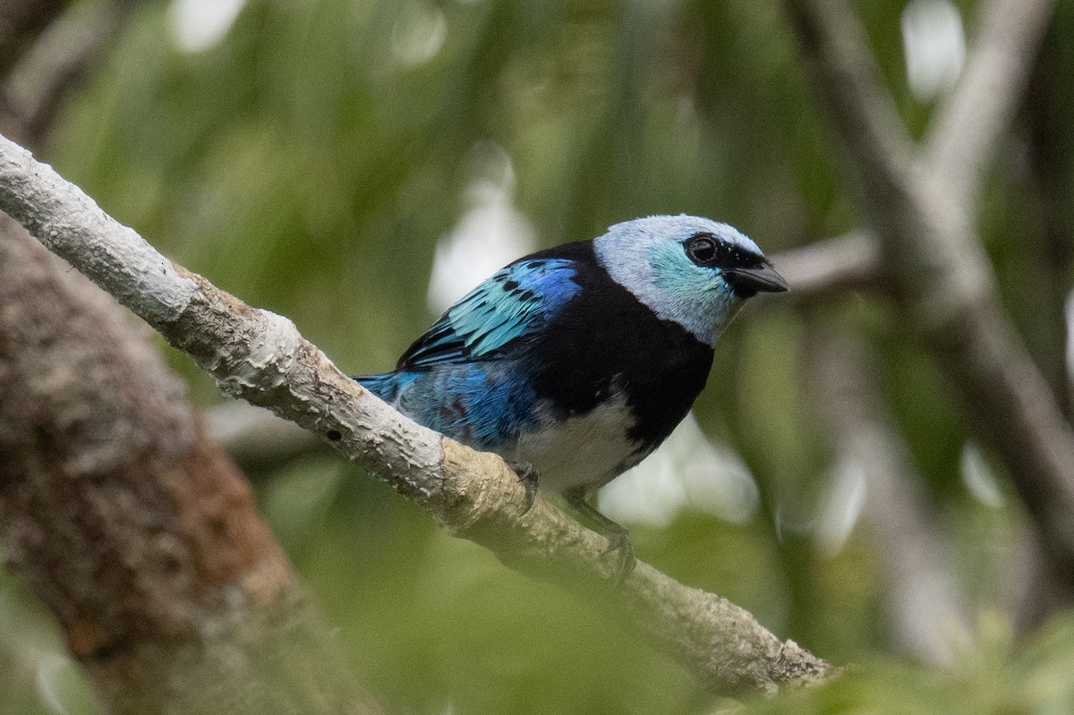 Masked Tanager - ML618556436