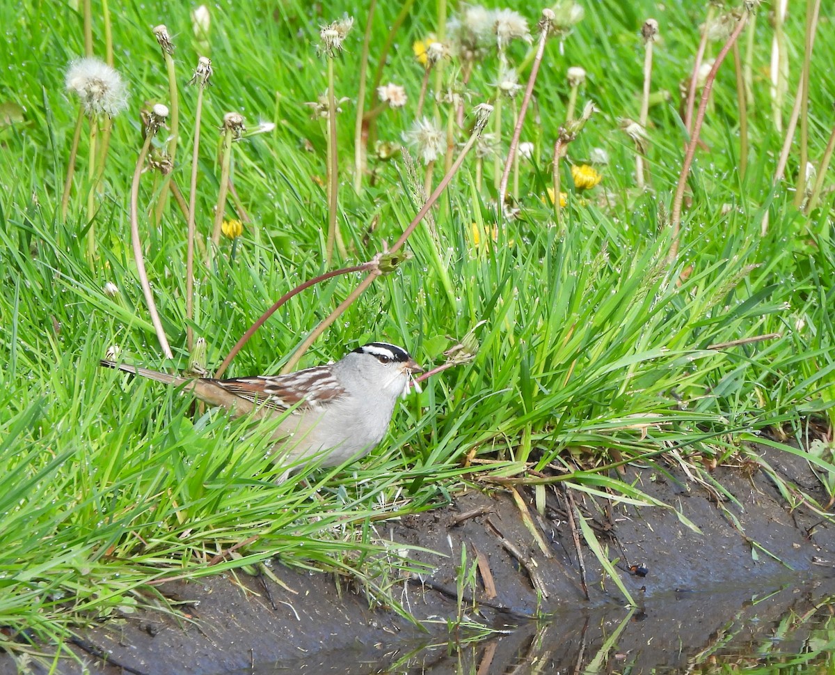 White-crowned Sparrow - ML618556438