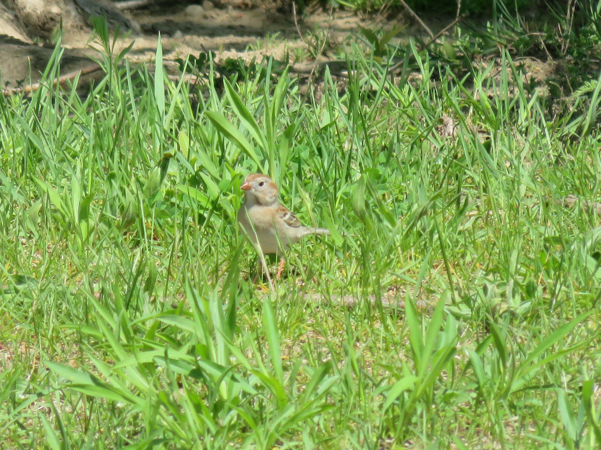 Field Sparrow - ML618556445