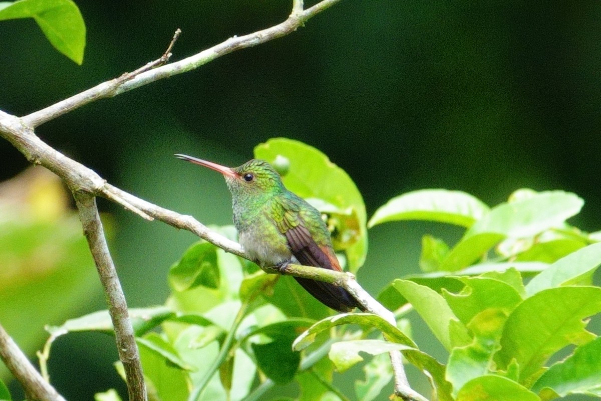 Rufous-tailed Hummingbird - Gonzalo Trujillo Trujillo