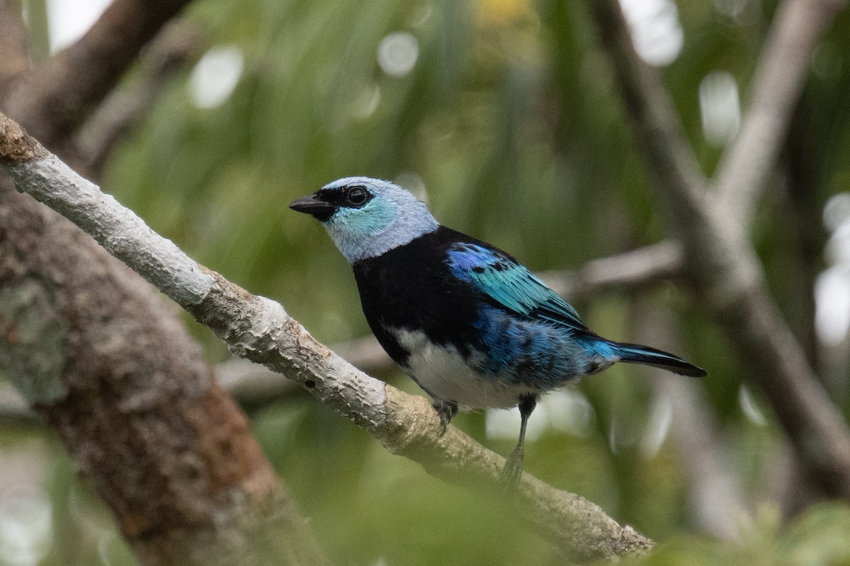 Masked Tanager - ML618556479
