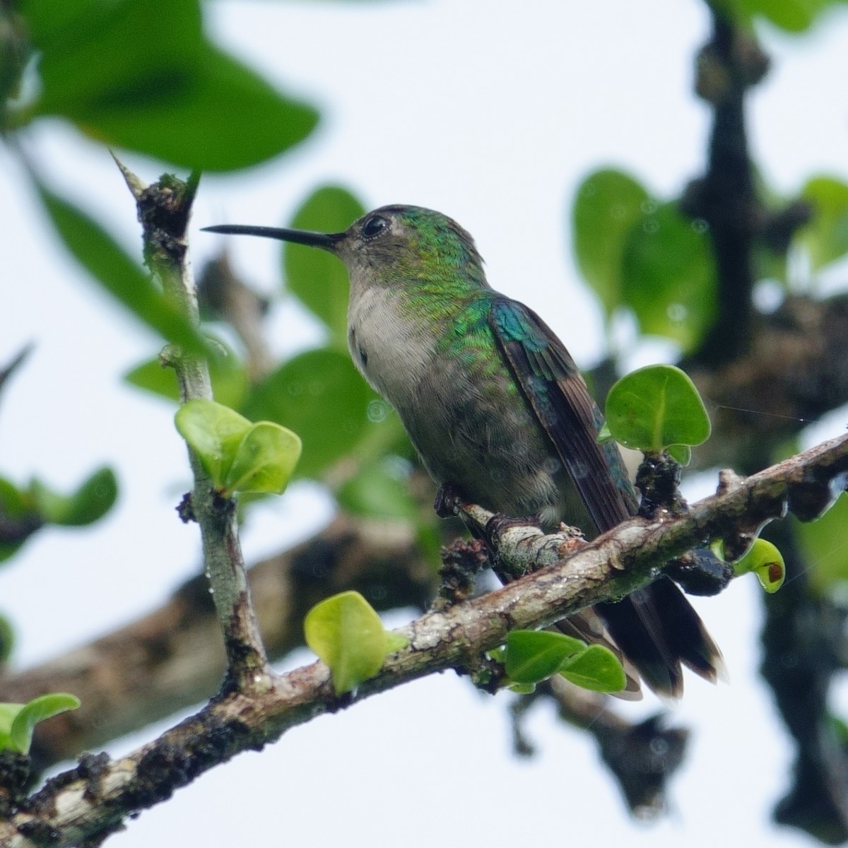 Blue-chested Hummingbird - ML618556573