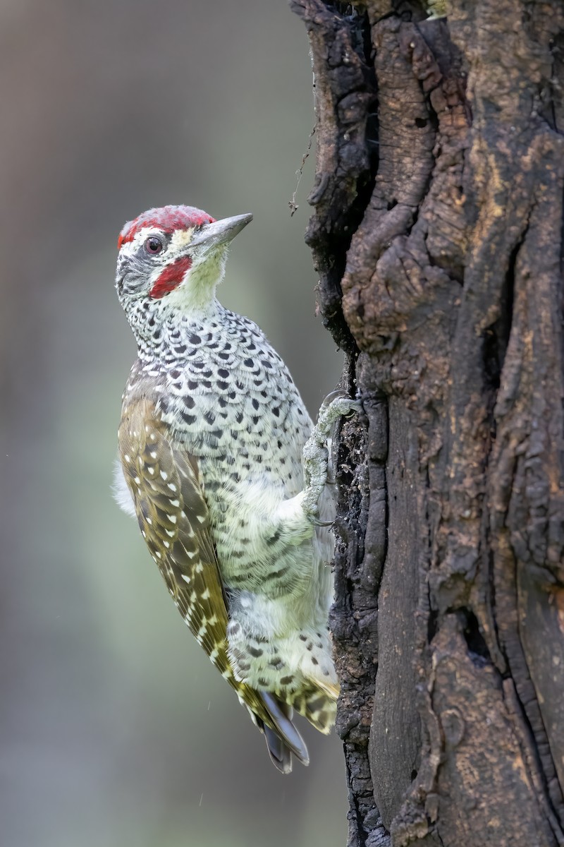 Nubian Woodpecker - ML618556601