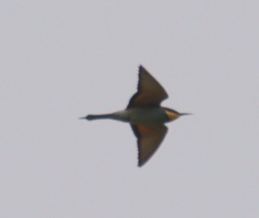 European Bee-eater - ML618556662