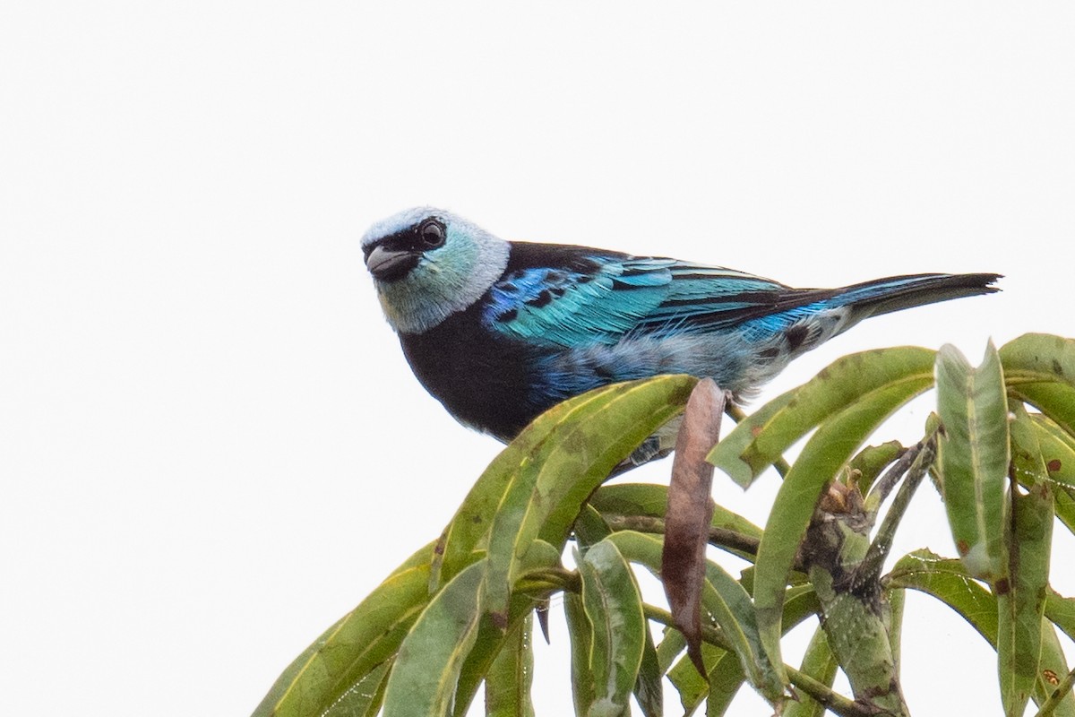 Masked Tanager - ML618556689