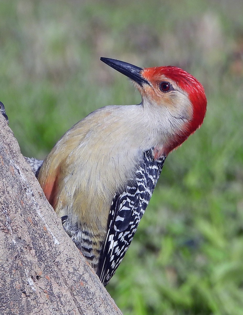 Red-bellied Woodpecker - ML618556705