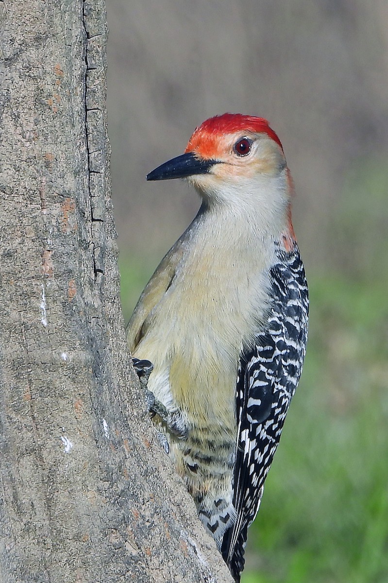 Red-bellied Woodpecker - ML618556706