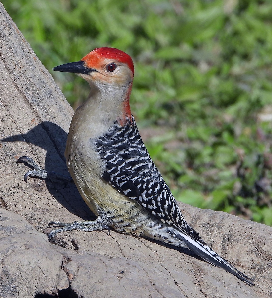 Red-bellied Woodpecker - ML618556707