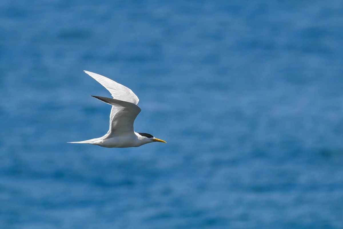 Great Crested Tern - ML618556712
