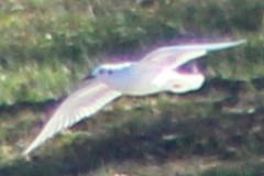Bonaparte's Gull - ML618556744