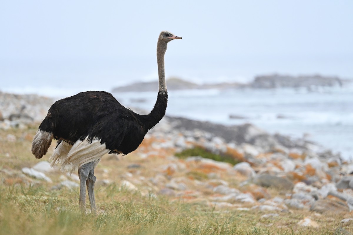 Common Ostrich - Marcelina Poddaniec