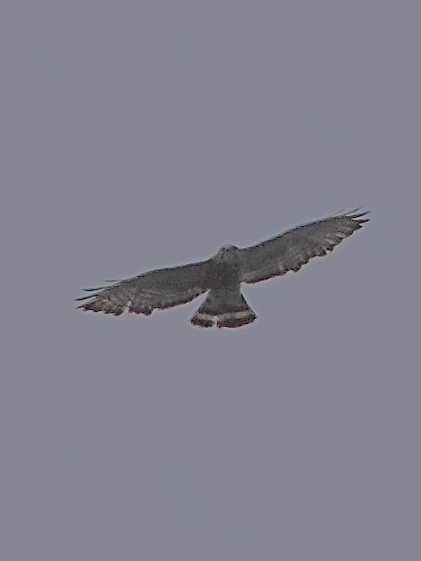 Broad-winged Hawk - Howie Nielsen