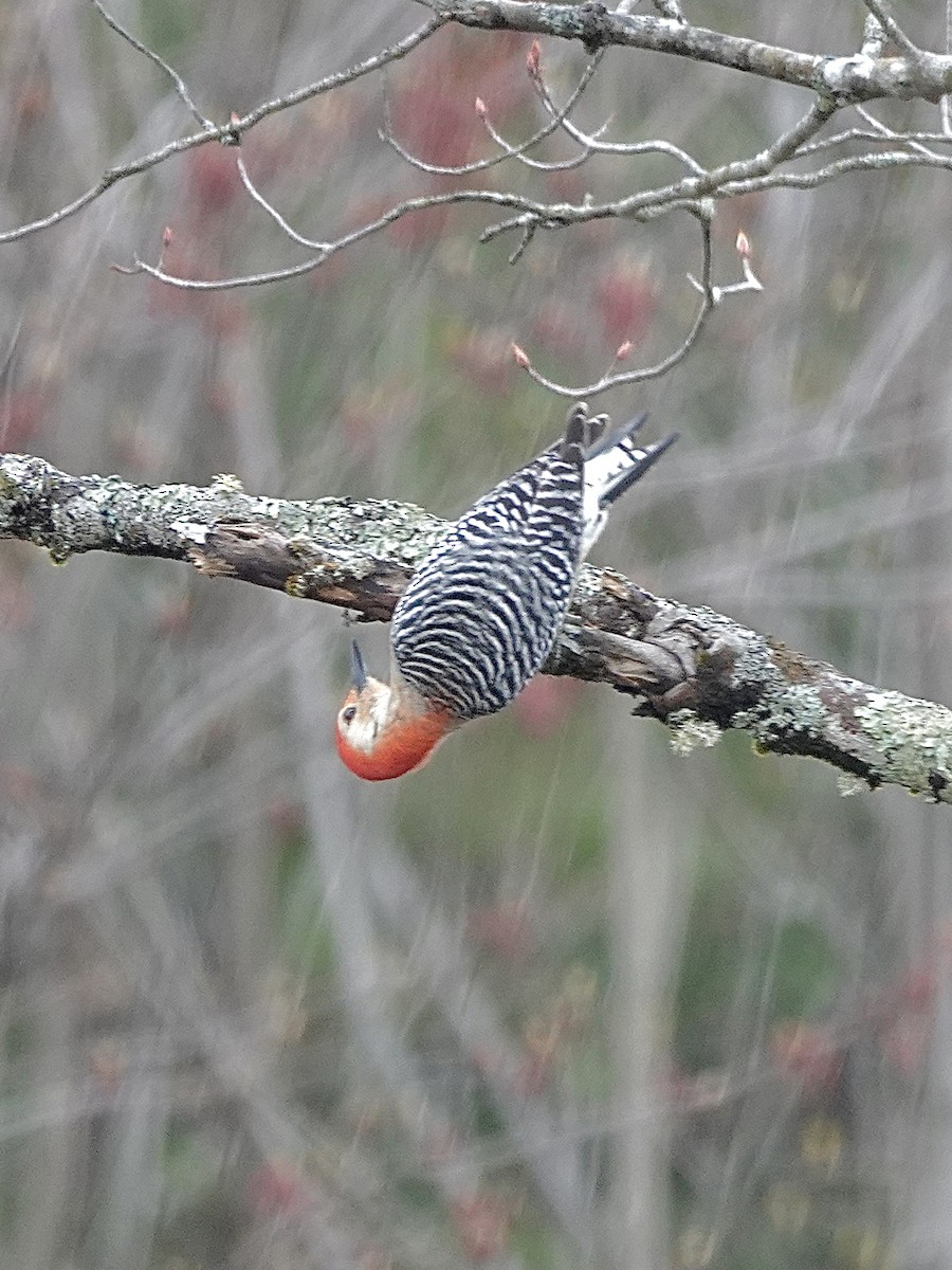 Red-bellied Woodpecker - ML618556815