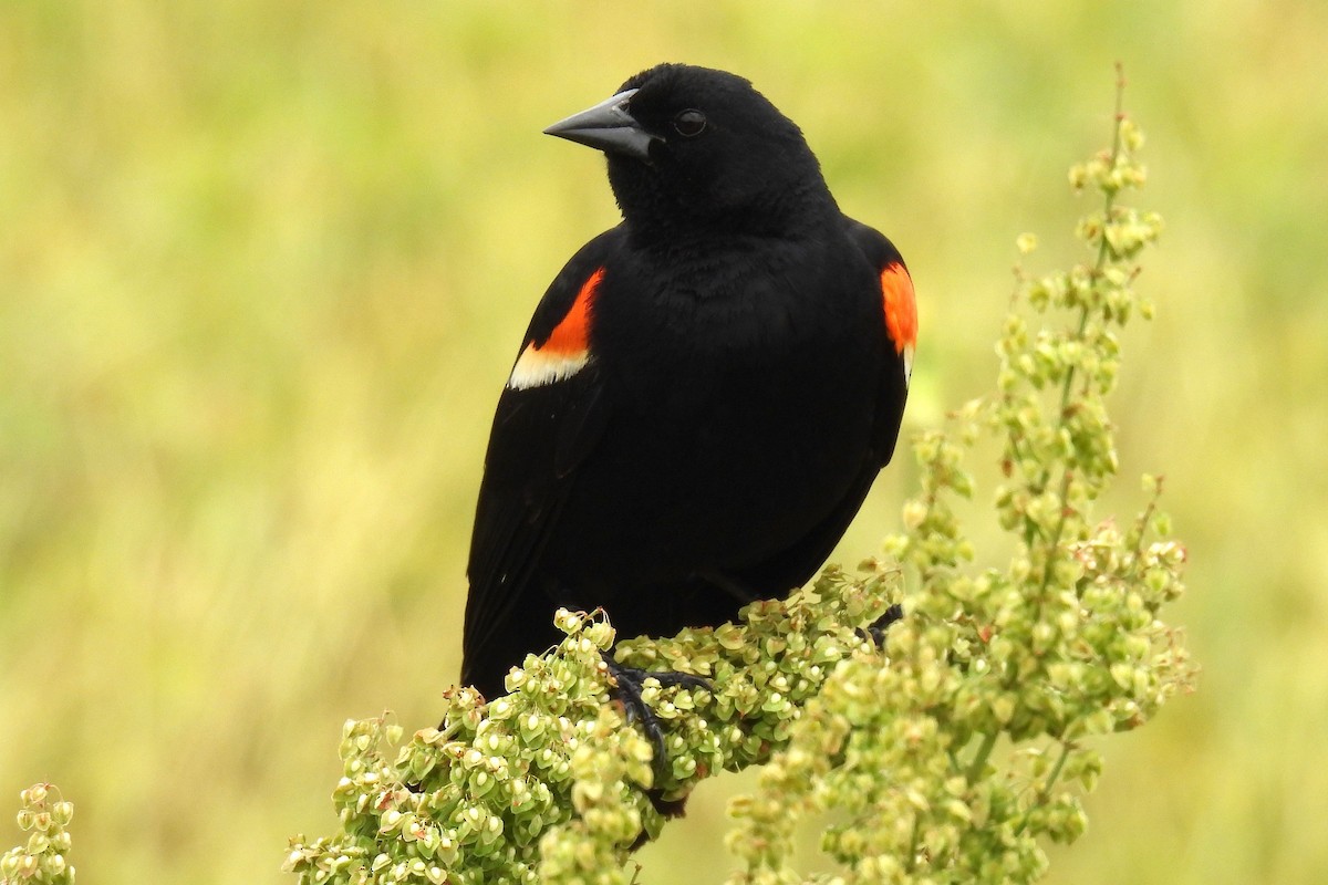 Red-winged Blackbird - ML618556915