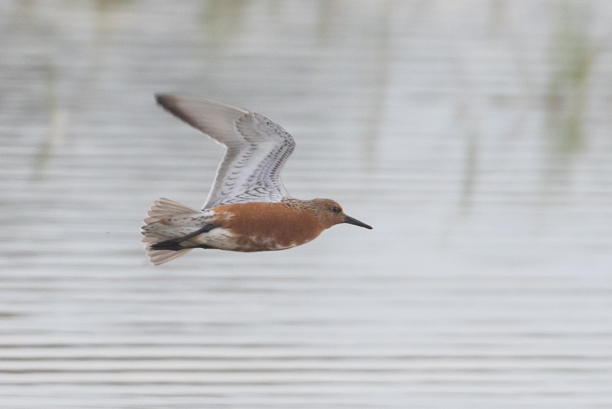 Red Knot - ML618556919