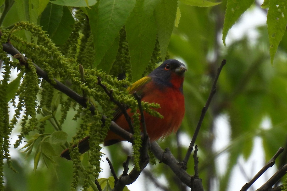 Painted Bunting - ML618556926