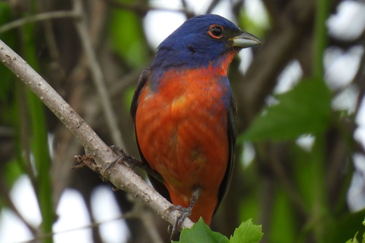 Painted Bunting - ML618556927