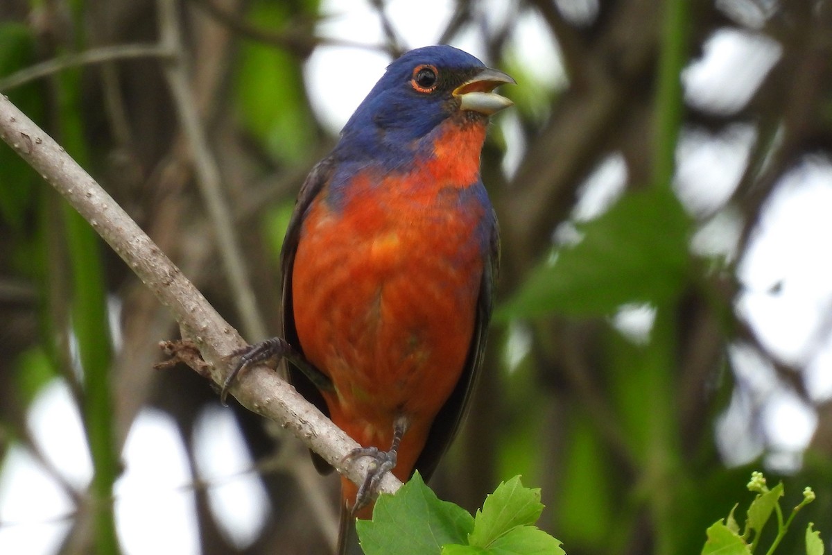 Painted Bunting - ML618556928