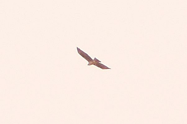 Águila Perdicera - ML618556959