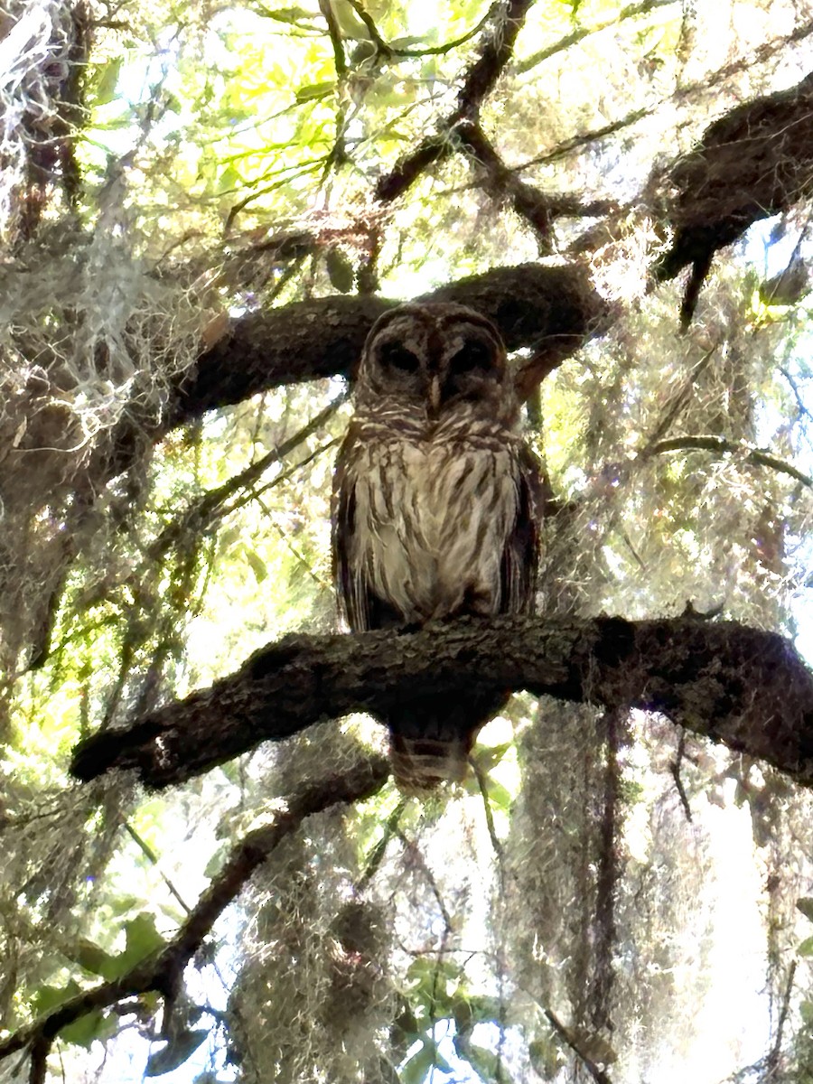 Barred Owl - Andrew Wurster