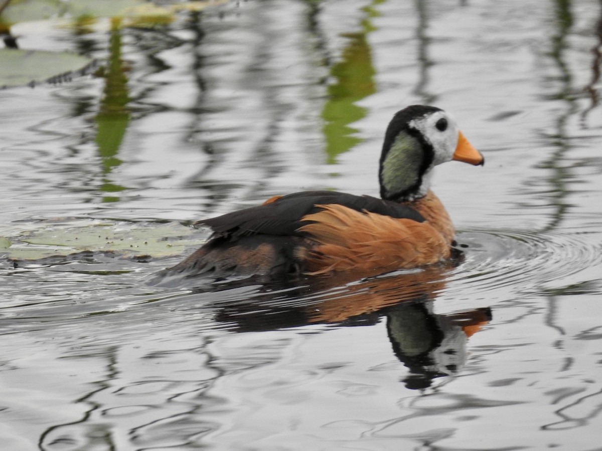 African Pygmy-Goose - Nick Odio