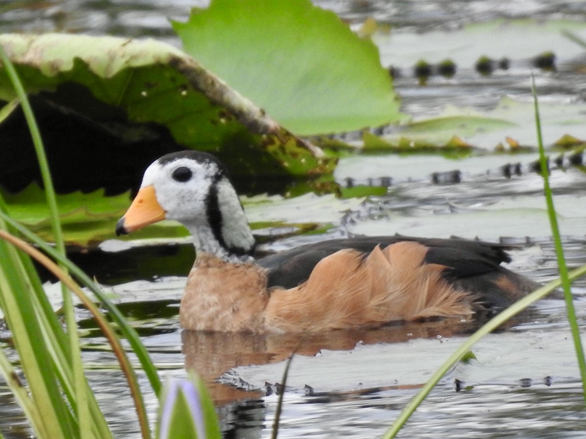 African Pygmy-Goose - Nick Odio
