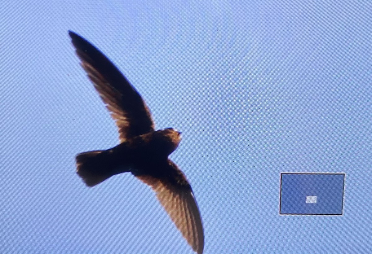Spot-fronted Swift - ML618557152