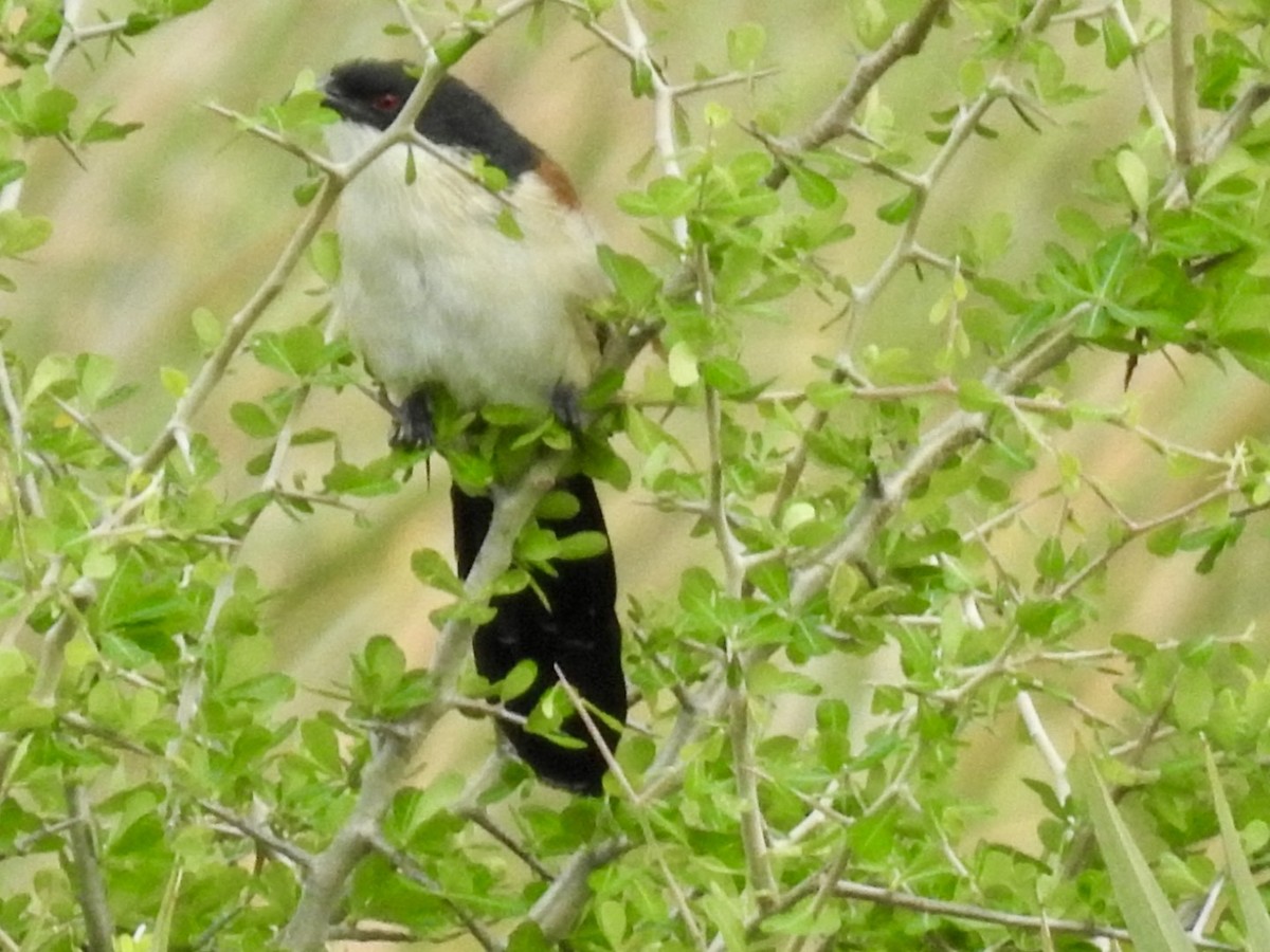 White-browed Coucal (Burchell's) - ML618557192