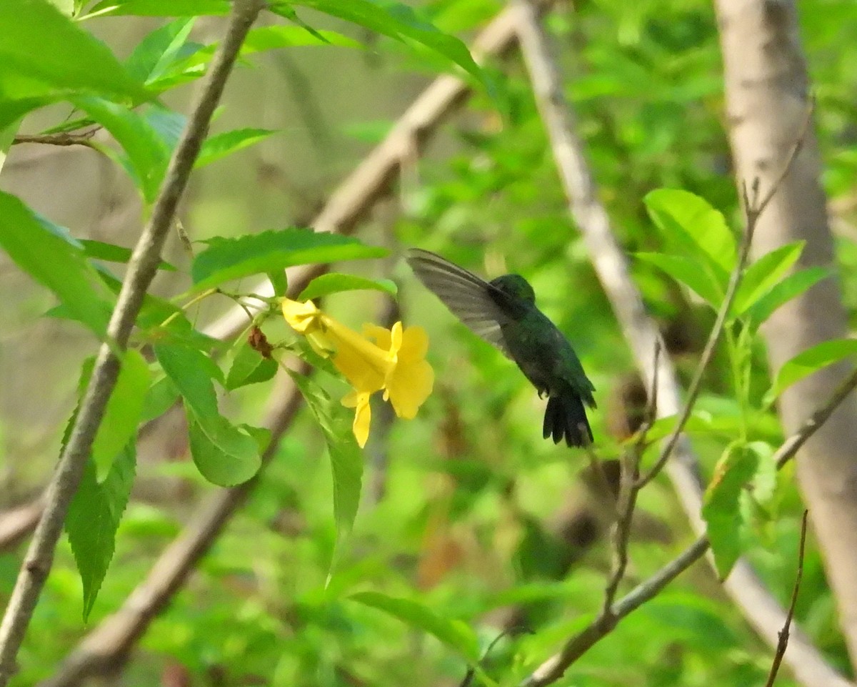 kolibřík modrobradý - ML618557228