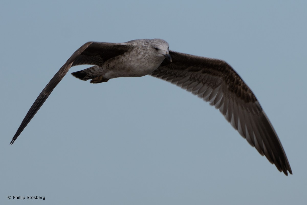 Lesser Black-backed Gull - Phillip Stosberg