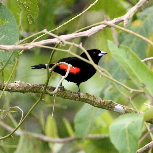 Flame-rumped Tanager (Flame-rumped) - Stu Elsom