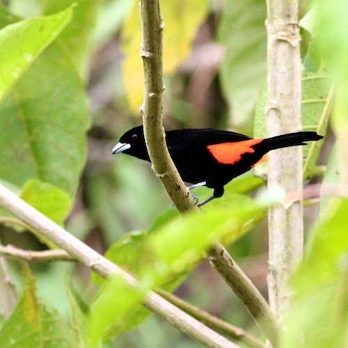 Flame-rumped Tanager (Flame-rumped) - ML618557266
