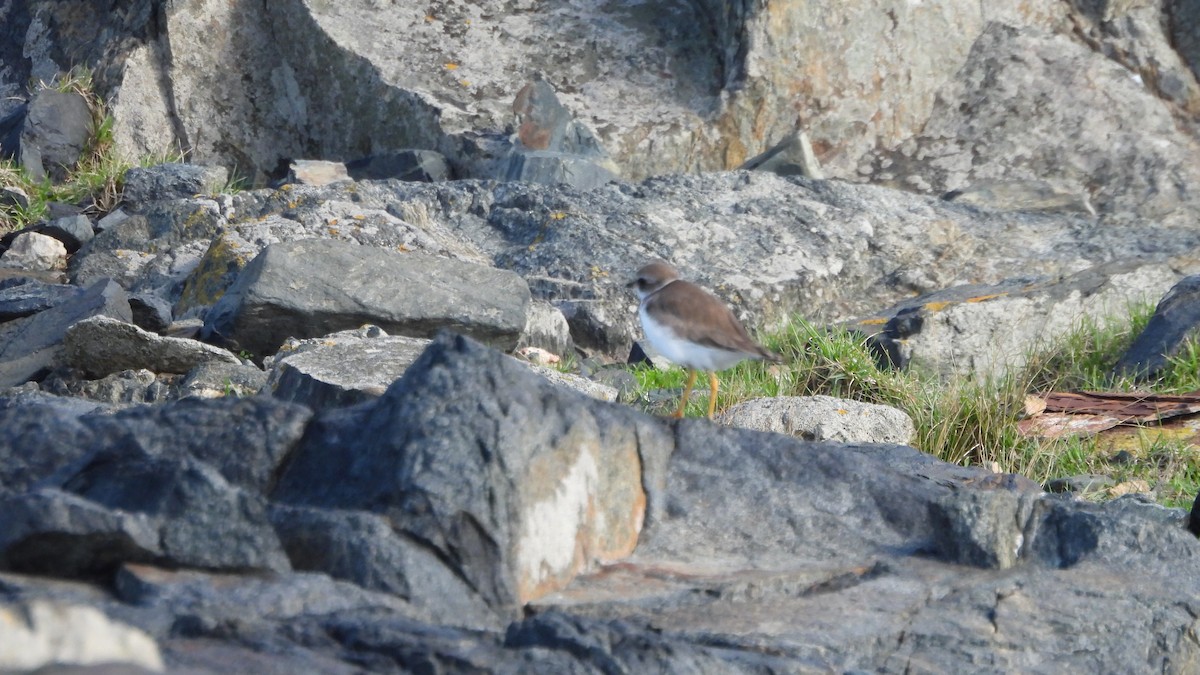 Semipalmated Plover - ML618557267