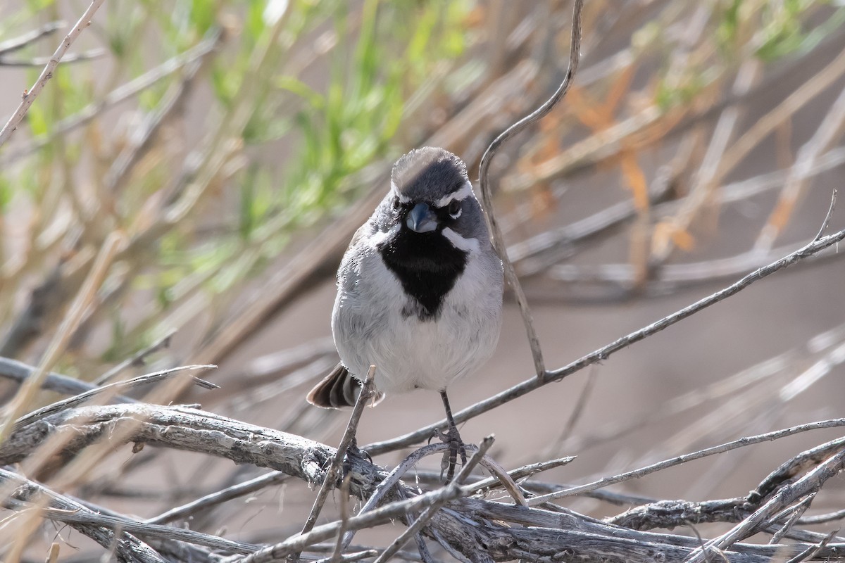 Black-throated Sparrow - ML618557274
