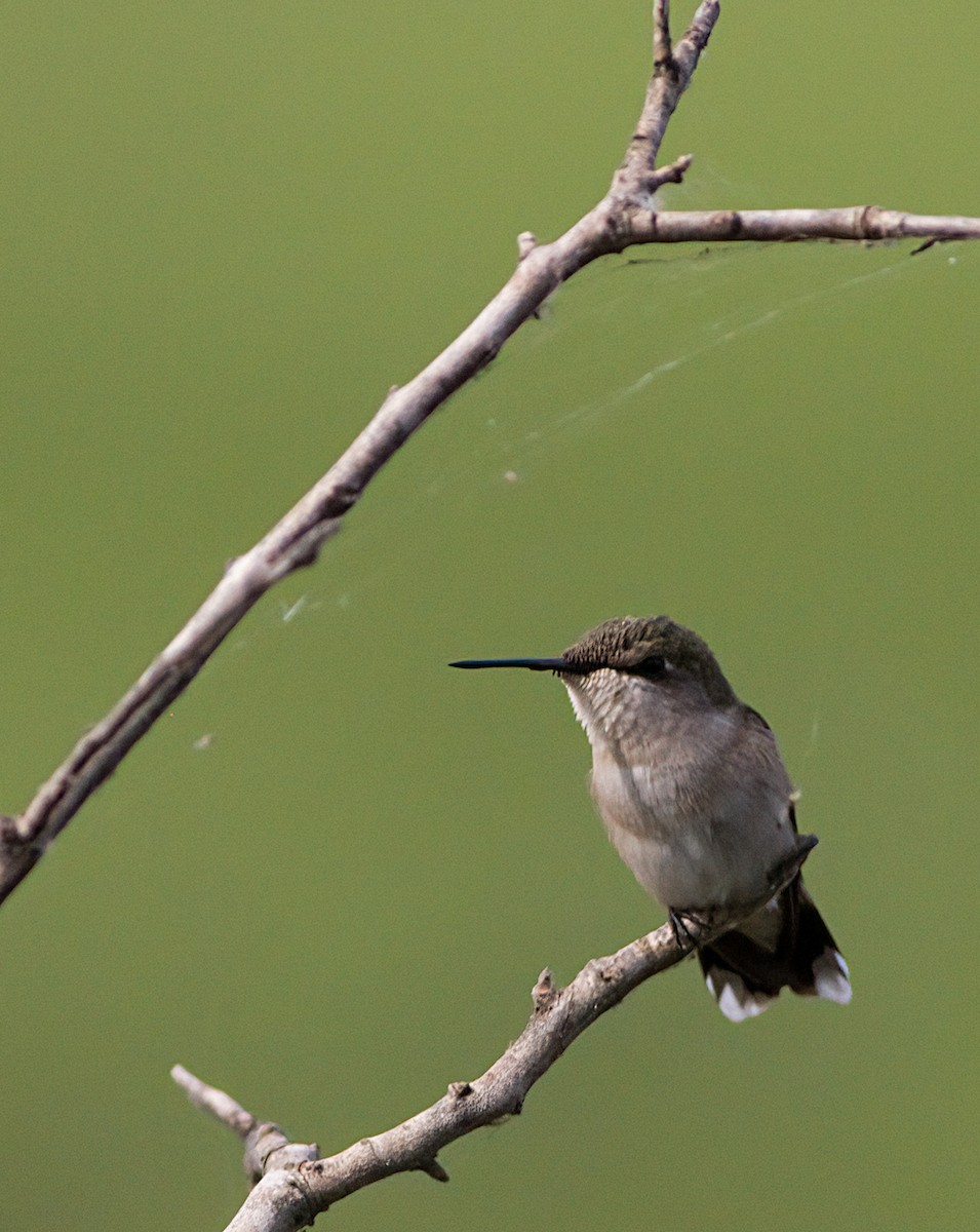 Ruby-throated Hummingbird - John Gluth