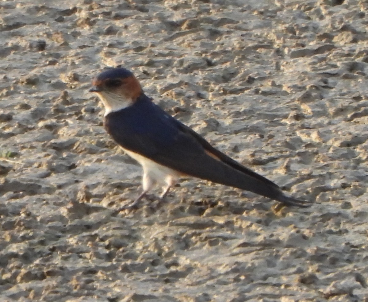 Red-rumped Swallow - ML618557353